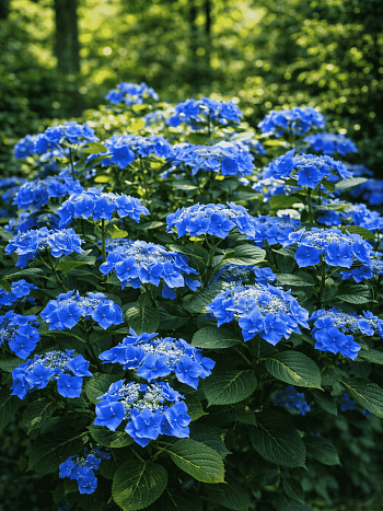 Гортензия крупнолистная Taube