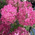 Гортензия метельчатая FireLight