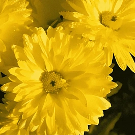 Хризантема корейская Цитрус