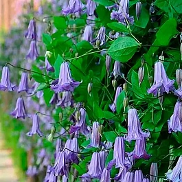 Клематис  Fairy Bells 