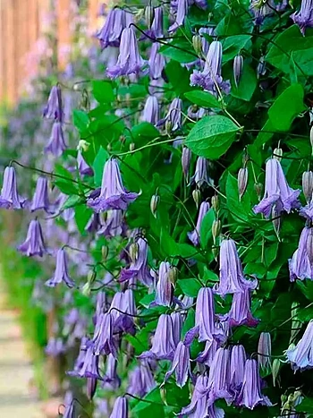 Клематис  Fairy Bells 