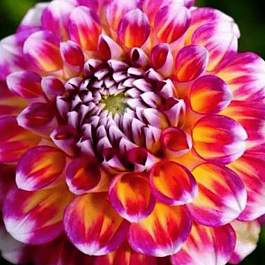 Георгина Hawaii