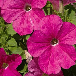 Петуния грандифлора Игл Роуз