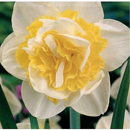 Нарцисс махровый Юник