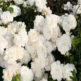 Роза почвопокровная Miniature White