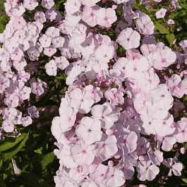 Флокс метельчатый Князь Гвидон