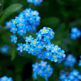 Незабудка лесная Блу НАБОР 2ШТ (1+1)