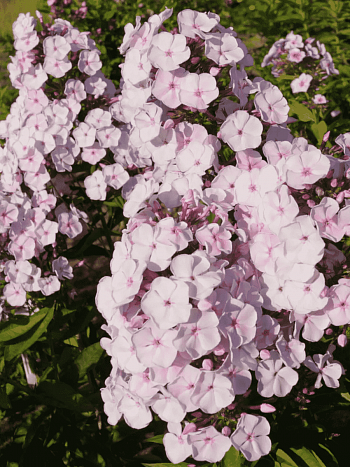 Флокс метельчатый Князь Гвидон