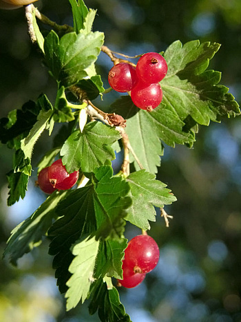 Смородина альпийская