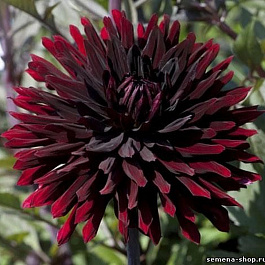 Георгина полукактусовая Блэк Джек