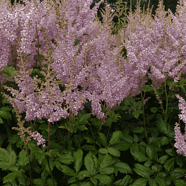 Астильба Арендса Punk Rock
