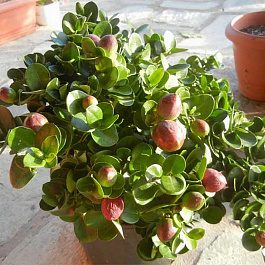 Карисса крупноцветковая (Слива комнатная)