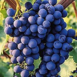 Виноград культурный Плечистик северный