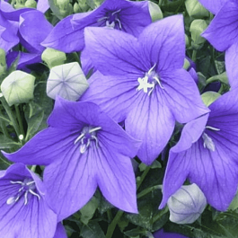 Платикодон Mariesii Blue