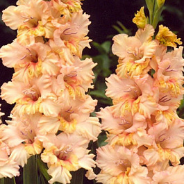 Гладиолус гофрированный Румба Раффл Гладиолус гофрированный Румба Раффл