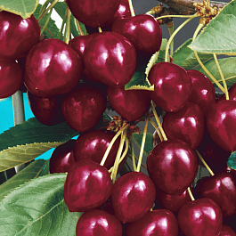 Вишня Лебедянская