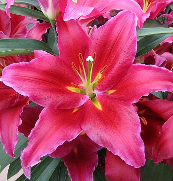 Лилия восточная Бакарди