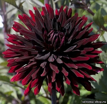 Георгина полукактусовая Блэк Джек