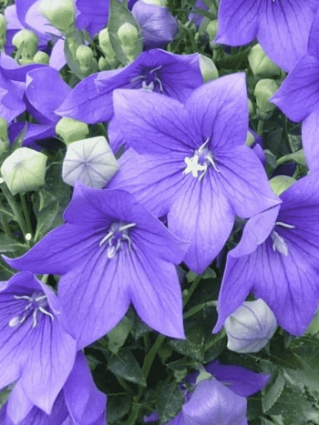 Платикодон Mariesii Blue