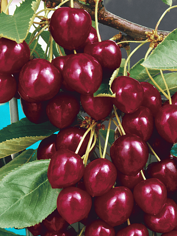 Вишня Лебедянская