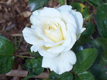 Роза чайно-гибридная Тру Лав