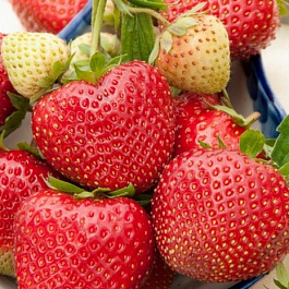 Земляника садовая Деройял Земляника садовая Деройял