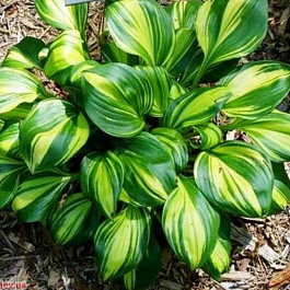 Хоста гибридная Рейнбоуз Энд