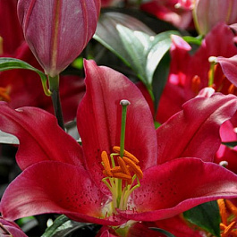 Лилия восточная Пико