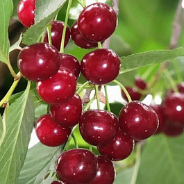 Вишня степная Уральская рубиновая