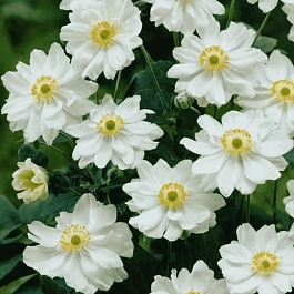 Анемона японская Whirlwind