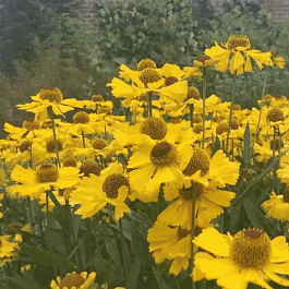 Гелениум Fata Morgana