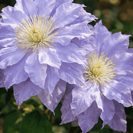 Клематис Diamond Ball