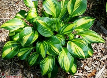 Хоста гибридная Рейнбоуз Энд