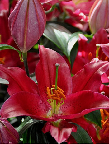 Лилия восточная Пико