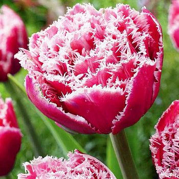 Тюльпан Брест