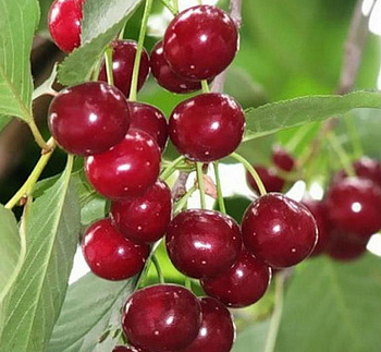 Вишня степная Уральская рубиновая Вишня степная Уральская рубиновая