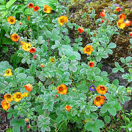 Лапчатка серебристолистная Золотисто-оранжевая