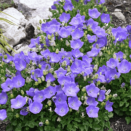 Колокольчик карпатский