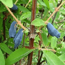 Жимолость плодовая Соловей