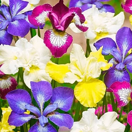 Ирис Louisiana Breeders Mix