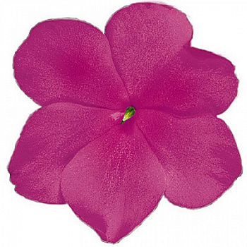 Бальзамин Лоллипоп Помегранат Кармин