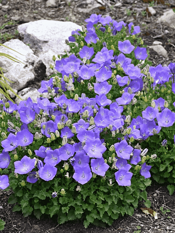 Колокольчик карпатский