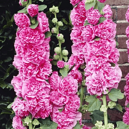 Мальва розовая Poetry