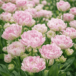 Тюльпан Махровый Normandie