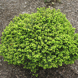 Ель обыкновенная Литл Джем Ель обыкновенная Литл Джем