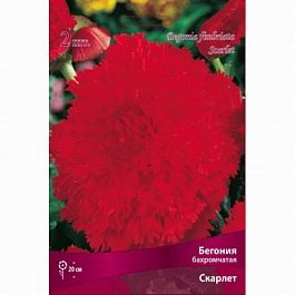 Бегония бахромчатая Скарлет