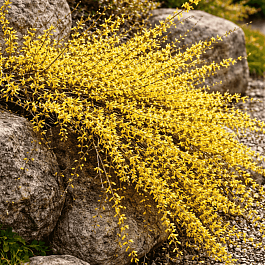 Ива белая Dart's Snake