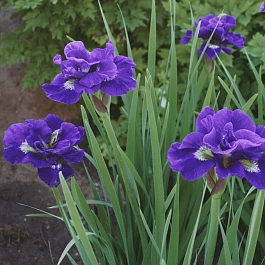Ирис сибирский Kaboom