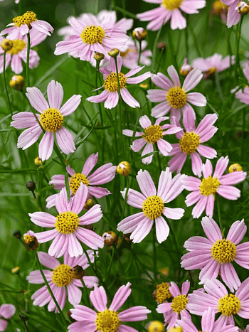 Кореопсис розовый American Dream