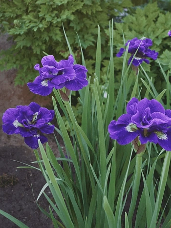 Ирис сибирский Kaboom